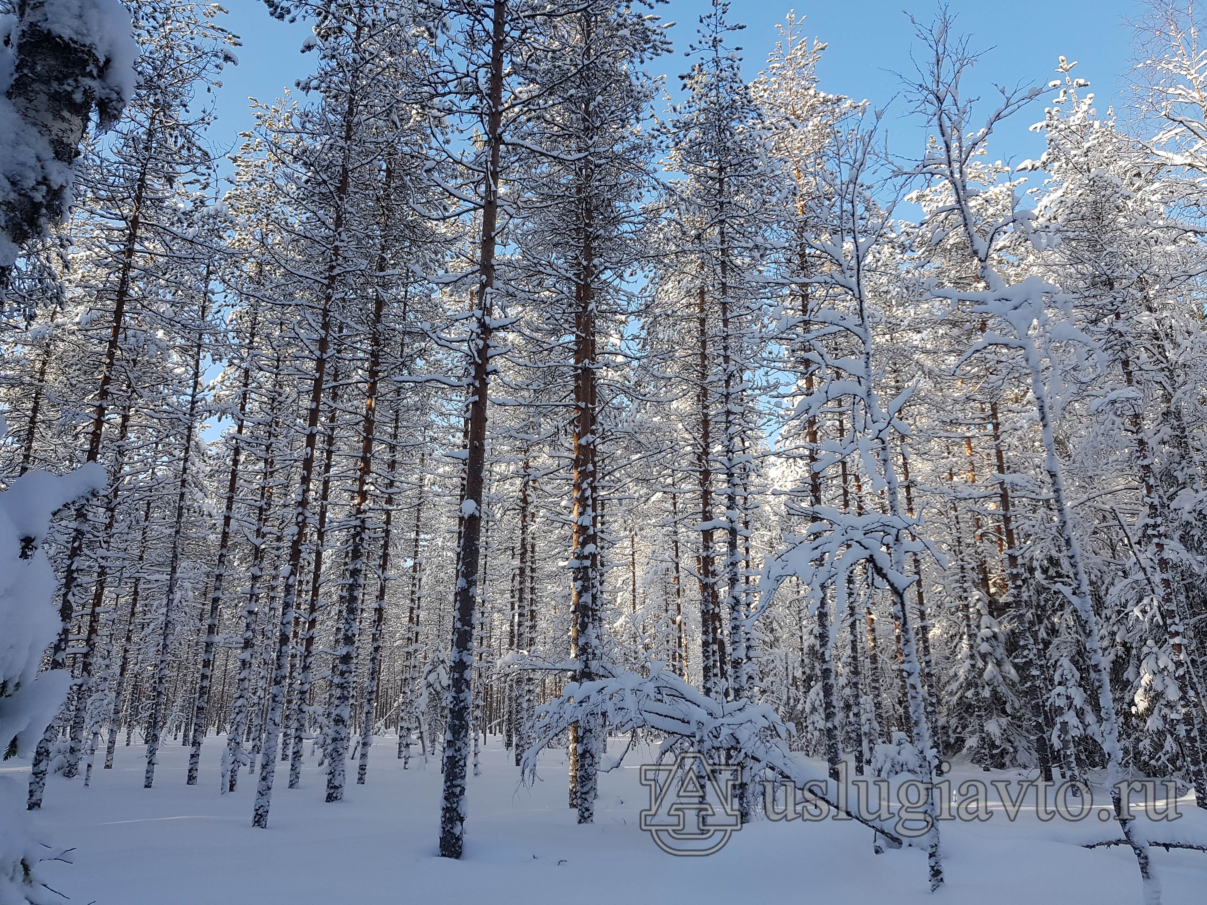 зимний лес