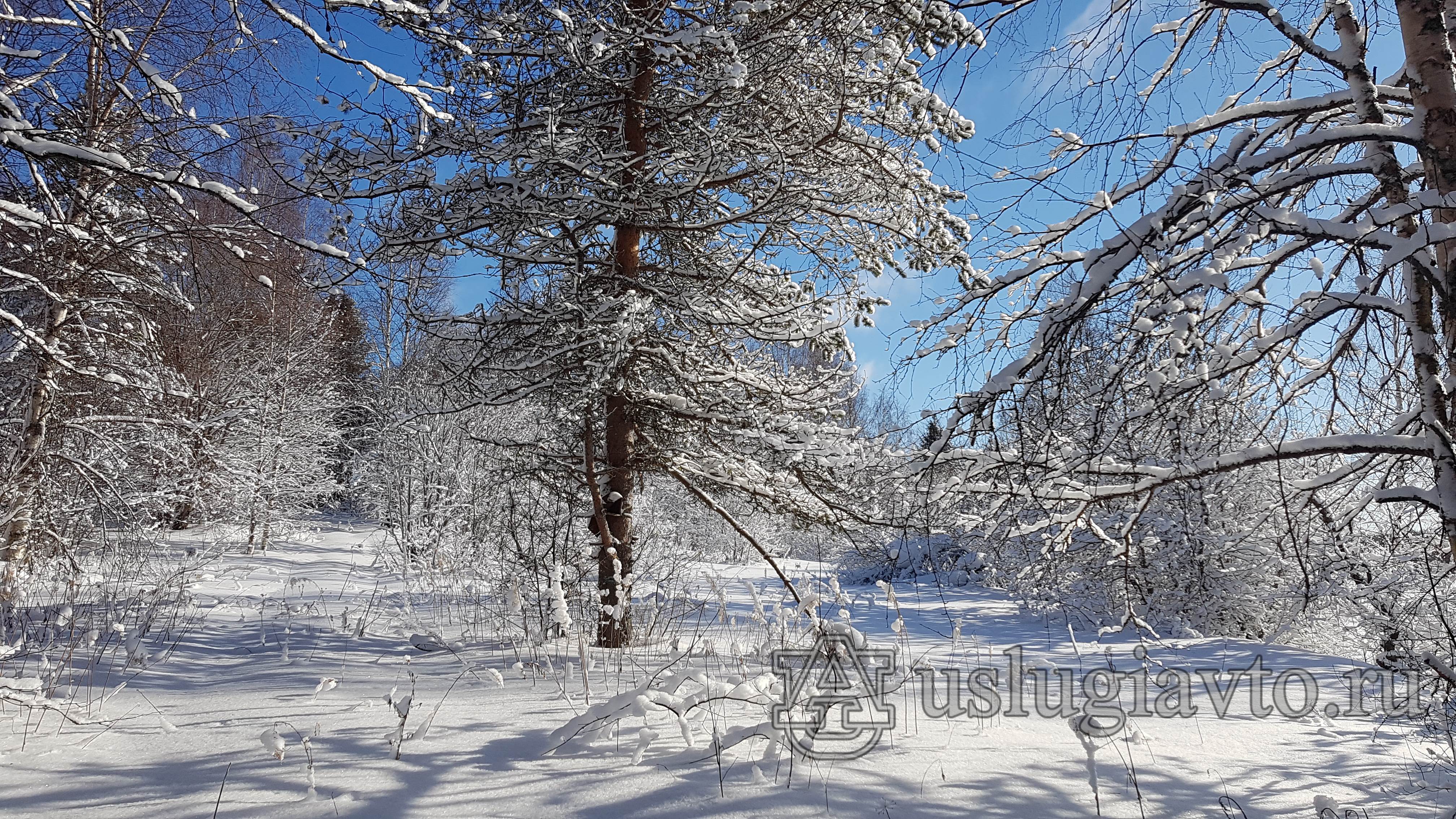 нойдала